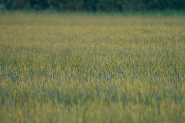 yellow wheat field with ripe ears on a Sunny day