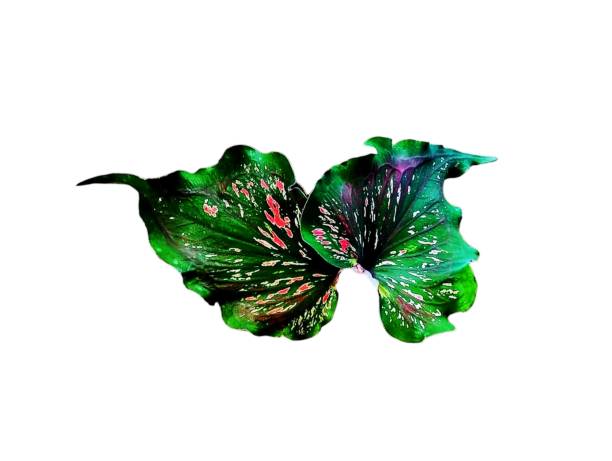 istock Pink, white, and green leaves 2160674699