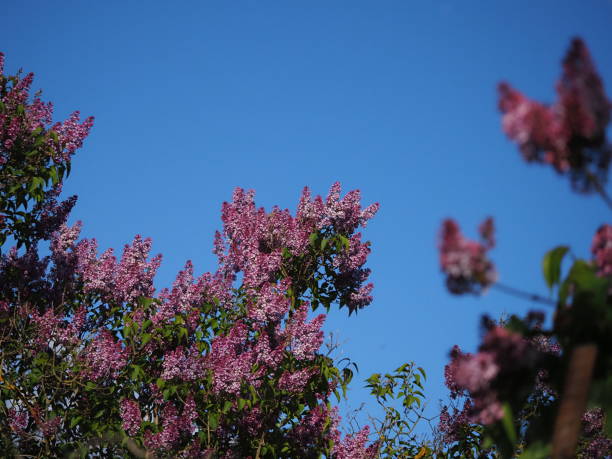branches blooming in the lilac garden against the blue sky