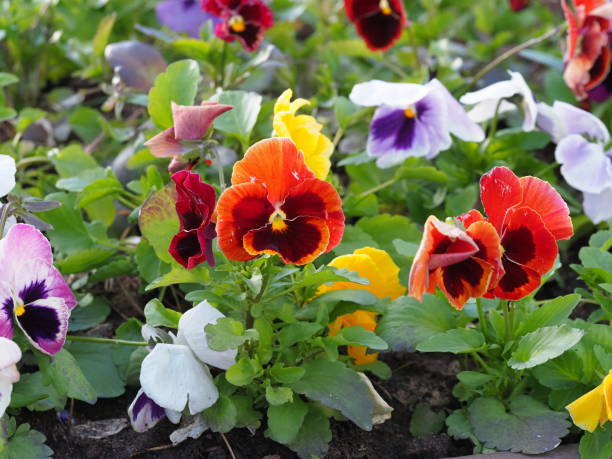 istock blooming pansies in a flowerbed 2160675805