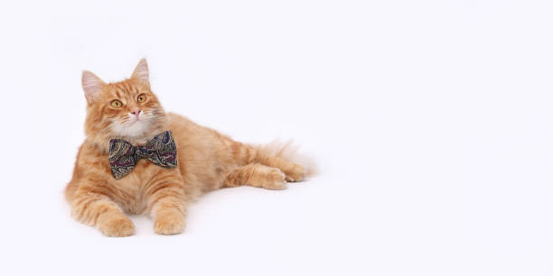 istock Beautiful cat wearing red bow tie 2160675827