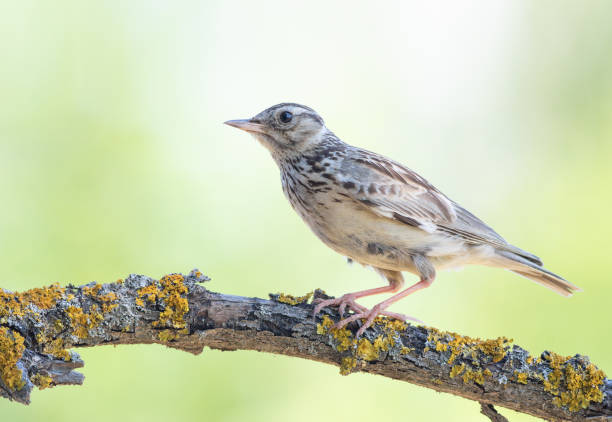 istock Woodlark, Lullula arborea. A bird sits on a beautiful old branch on a blurred background 2160677265