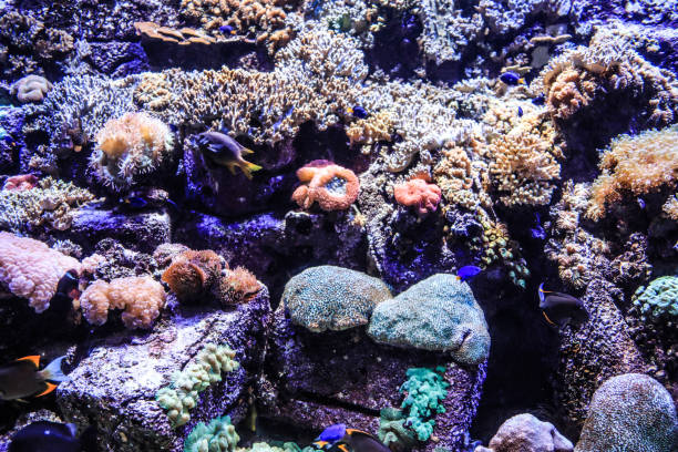 istock UAE Dubai The Lost Chambers Aquarium 2160677567