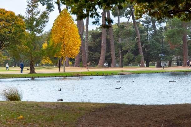 istock Victoria Lake in Hagley Park North 2160678839