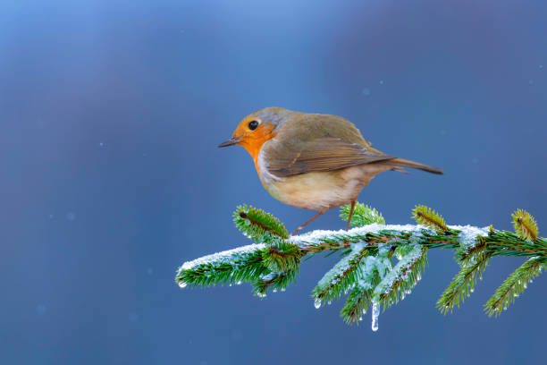 A European robin with a vibrant orange breast sits on a branch covered with fresh snow in a dense European winter forest. The image captures the sharp details of the bird's feathers and the snowy green foliage background