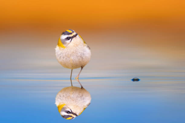 istock Cute bird. Common Firecrest. Regulus ignicapilla. Colorful nature background. 2160679268