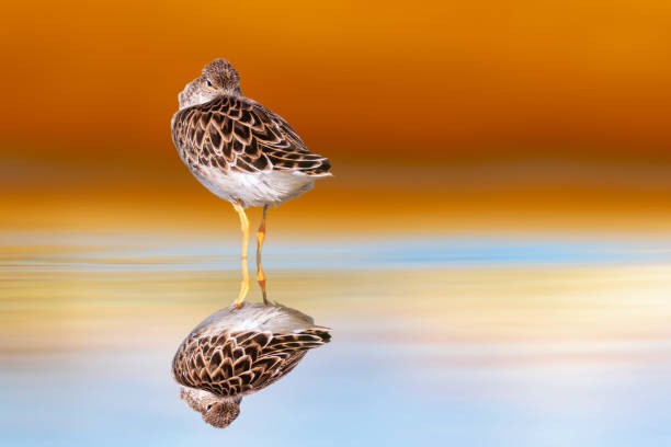 istock Water bird. Ruff. Colorful nature background. 2160679365