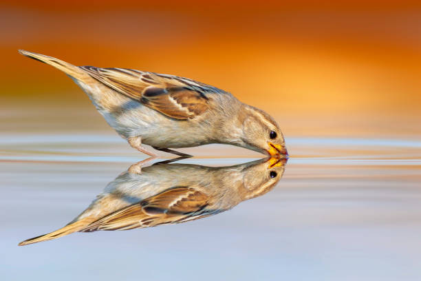istock A sparrow came to drink water.  Colorful nature background. 2160679370