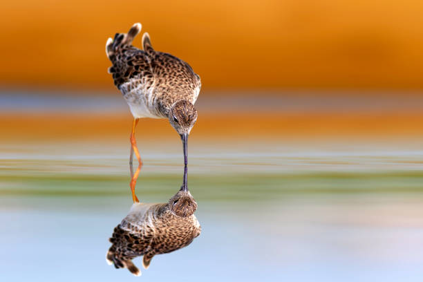 istock Water bird. Ruff. Colorful nature background. 2160679461