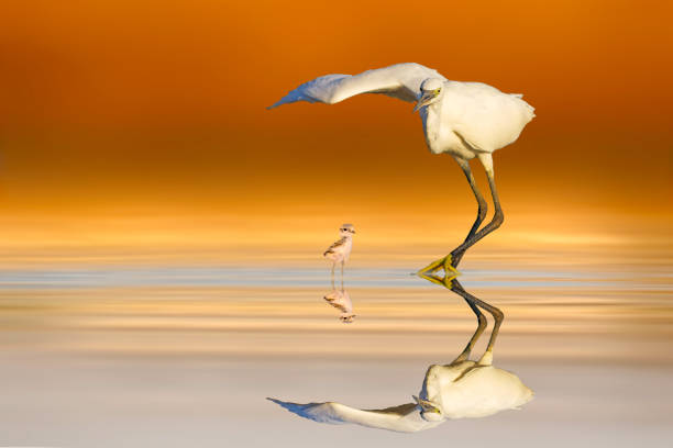 Wildlife photography.