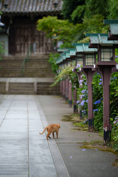A stray cat stands calmly beside a street pole in a quiet Japanese neighborhood during the golden hour.The warm evening light highlights the peaceful everyday atmosphere of local streets.
