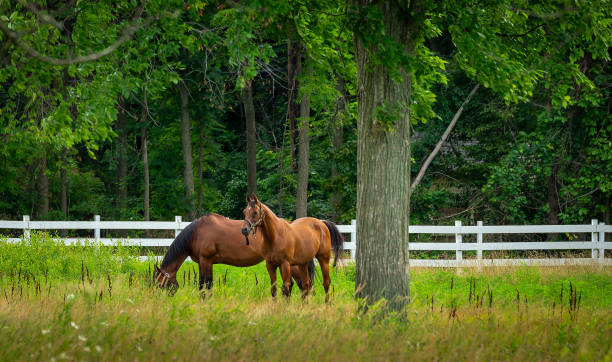 istock Horses Grazing on Farm 2160680624