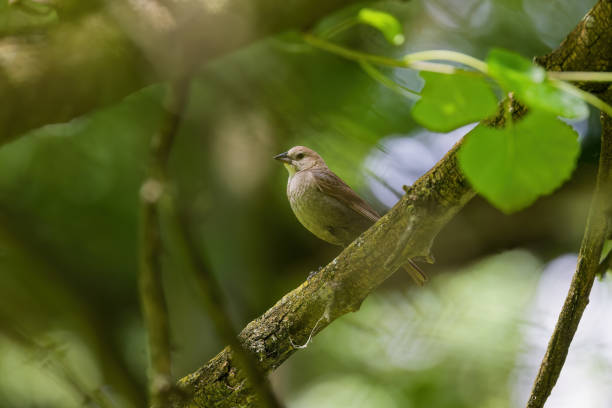 istock The brown-headed cowbird (Molothrus ater) 2160681748
