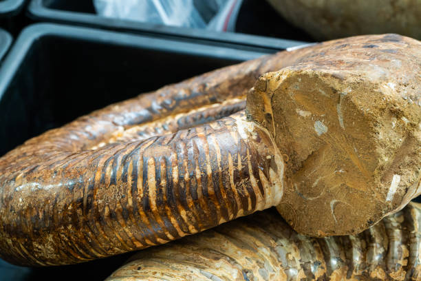Close up shot of cleaning skeleton of prehistoric human or animal from sand with tools and brush. Archaeologist works with fossil bones of extinct dinosaur in archaeological lab. Archaeology concept.