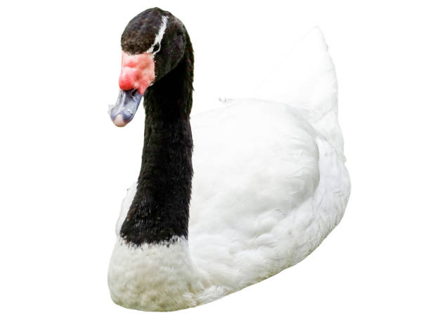 Black-necked swan (Cygnus melancoryphus) isolated on white background