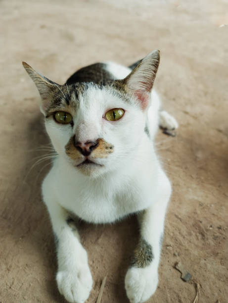 istock Stray cat with green eyes lying on a dirt ground 2160683252
