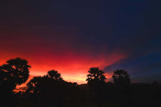 istock Palm trees silhouette against the sunset sky 2160683769