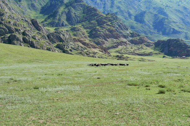 istock Grazing cows in a meadow in the mountains. 2160686594