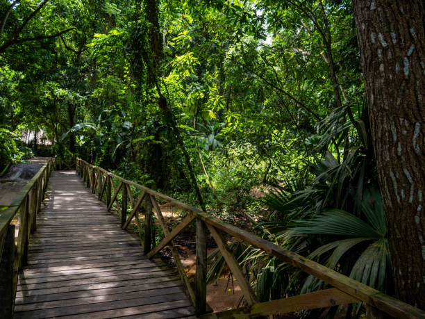 istock Rainforest in Tayrona National Park in Colombia. 2160686943