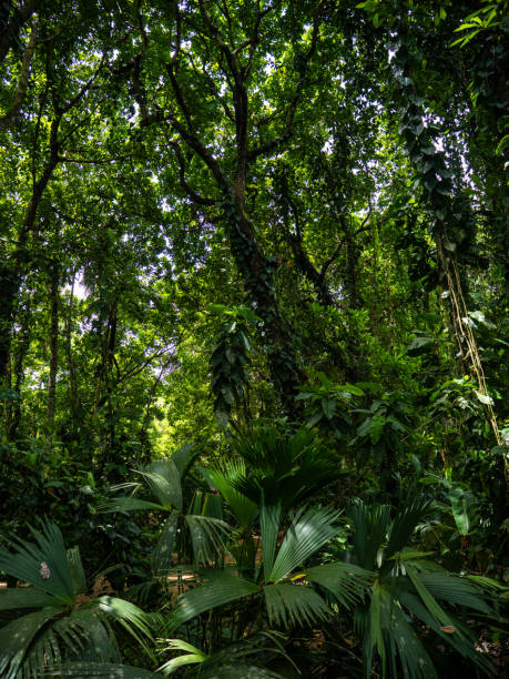 istock Rainforest in Tayrona National Park in Colombia. 2160686976