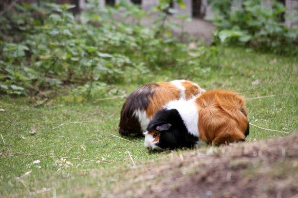 Two colorful guinea pigs out on a grass field