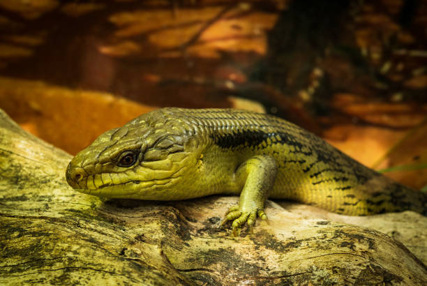 istock Blue-Tongued Skink on A Log 2160689183