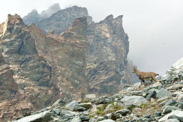 istock Ibex in habitat, Italian Alps 2160689191