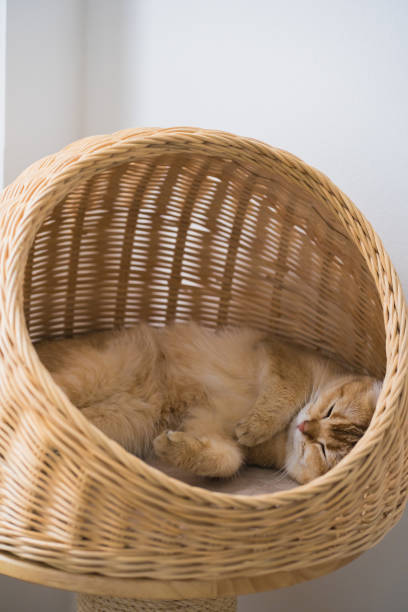 istock pet care concept with british cat sleep in cat house 2160689582