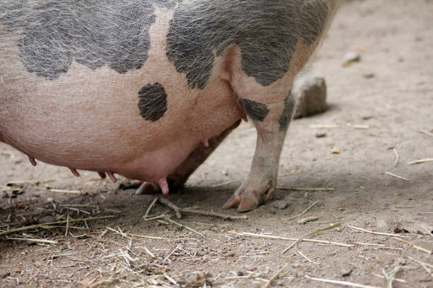 istock A pregnant pigs full belly 2160691430