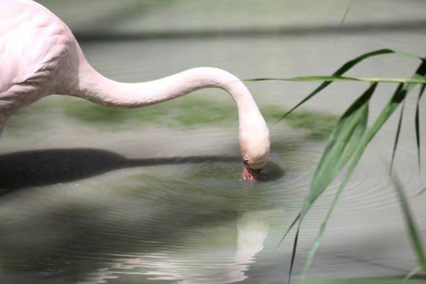 A pink flamingo drinking water from a pond
