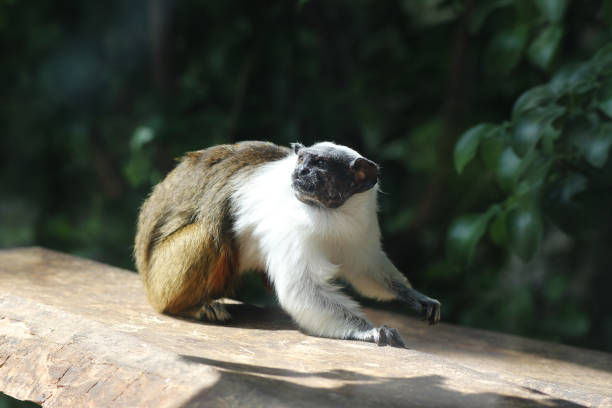 White footed tamarin, Saguinus leucopus . Vulnerable species. Endemic to Colombia. Also known as Gray titi monkey.