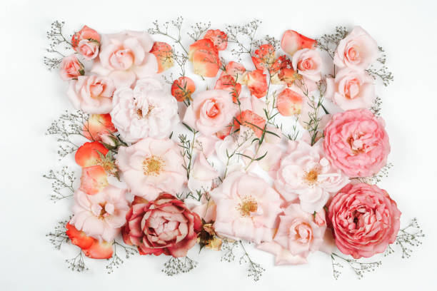 istock Beautiful flowers photo composition 2160692999