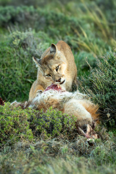 istock Puma stands chewing meat from guanaco carcase 2160694132