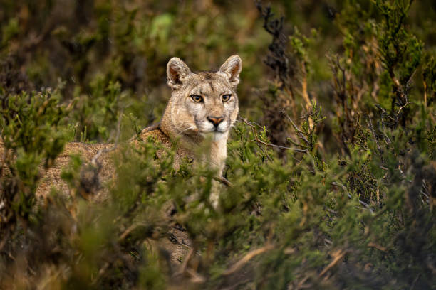 istock Puma stands in thick bushes looking out 2160694169