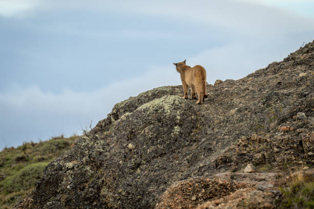Puma stands on rocky slope in scrubland