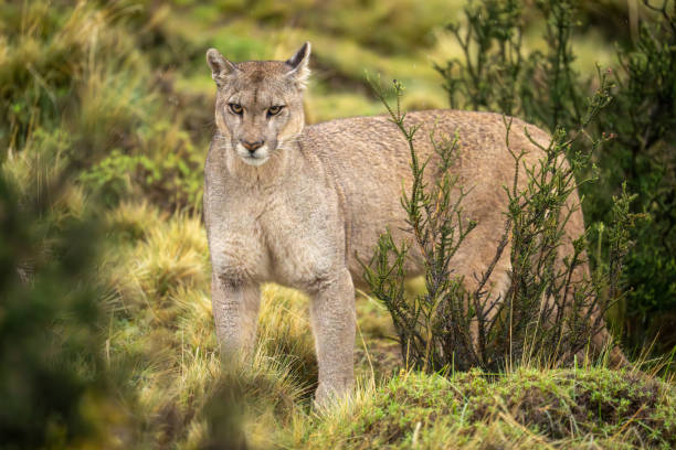 istock Puma stands staring in bushes in rain 2160694270