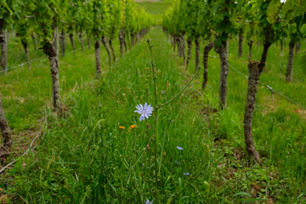 floral spacing in organic vineyard, Moravia, Czech Republic