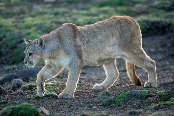istock Puma walks down gentle slope lifting foot 2160694584