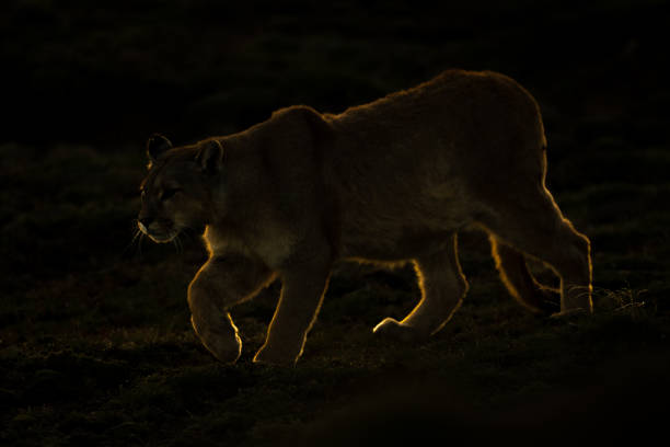 Puma walks down grassy slope lifting paw
