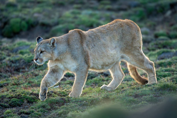 istock Puma walks down grassy slope lifting foot 2160694631