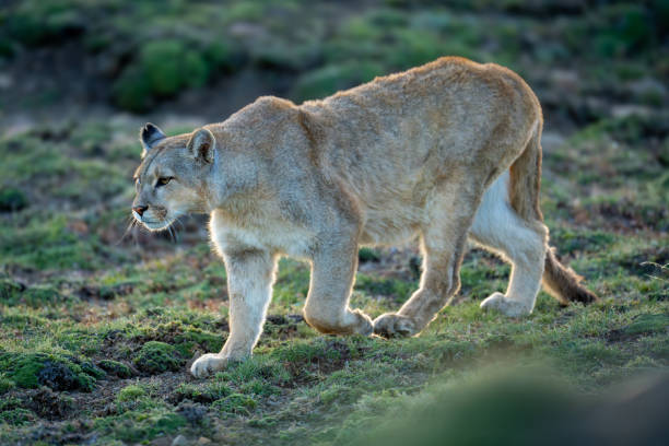 istock Puma walks down hill with blurred foreground 2160694632