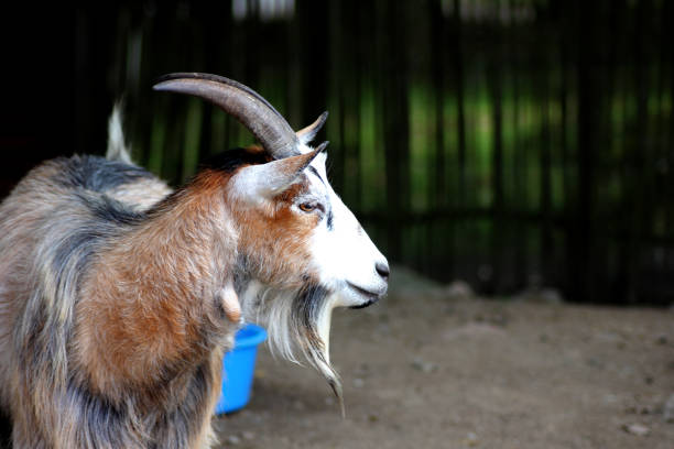 A colorful goat out in the summer