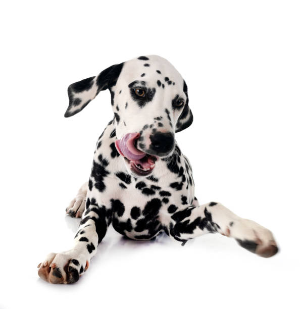 istock puppy dalmatian in studio 2160694725