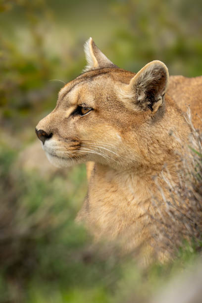 istock Puma with catchlight lies in thick undergrowth 2160694763