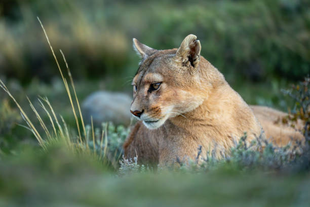 istock Puma with catchlight lies in bushy scrubland 2160694783