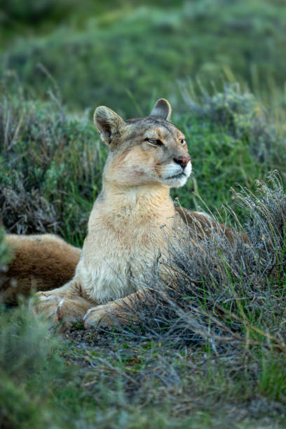 istock Puma with catchlight lies staring among bushes 2160694814