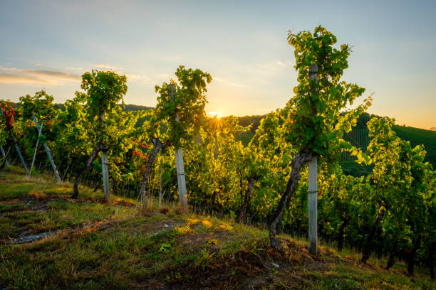 istock Sunrise in vineyard in early morning 2160694907
