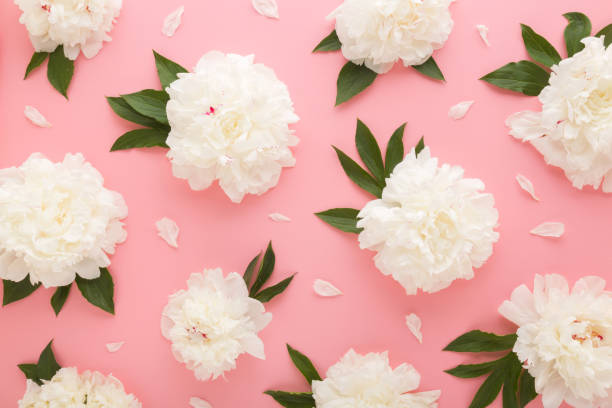 istock Fresh beautiful soft white peonies with green leaves on light pink table background. Pastel color. Closeup. Flower pattern. Top down view. 2160696448