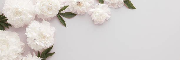 istock Fresh soft white peony flowers with leaves on gray table background. Empty place for emotional, sentimental text, quote or sayings. Closeup. Wide banner. Top down view. 2160696526