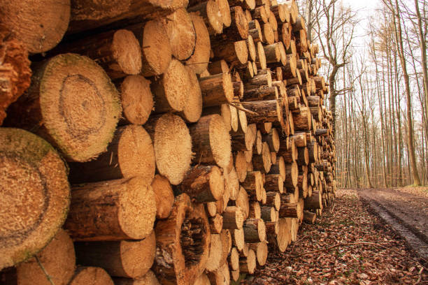 deforestation, cut down trees lie in a stack in the forest, collecting firewood